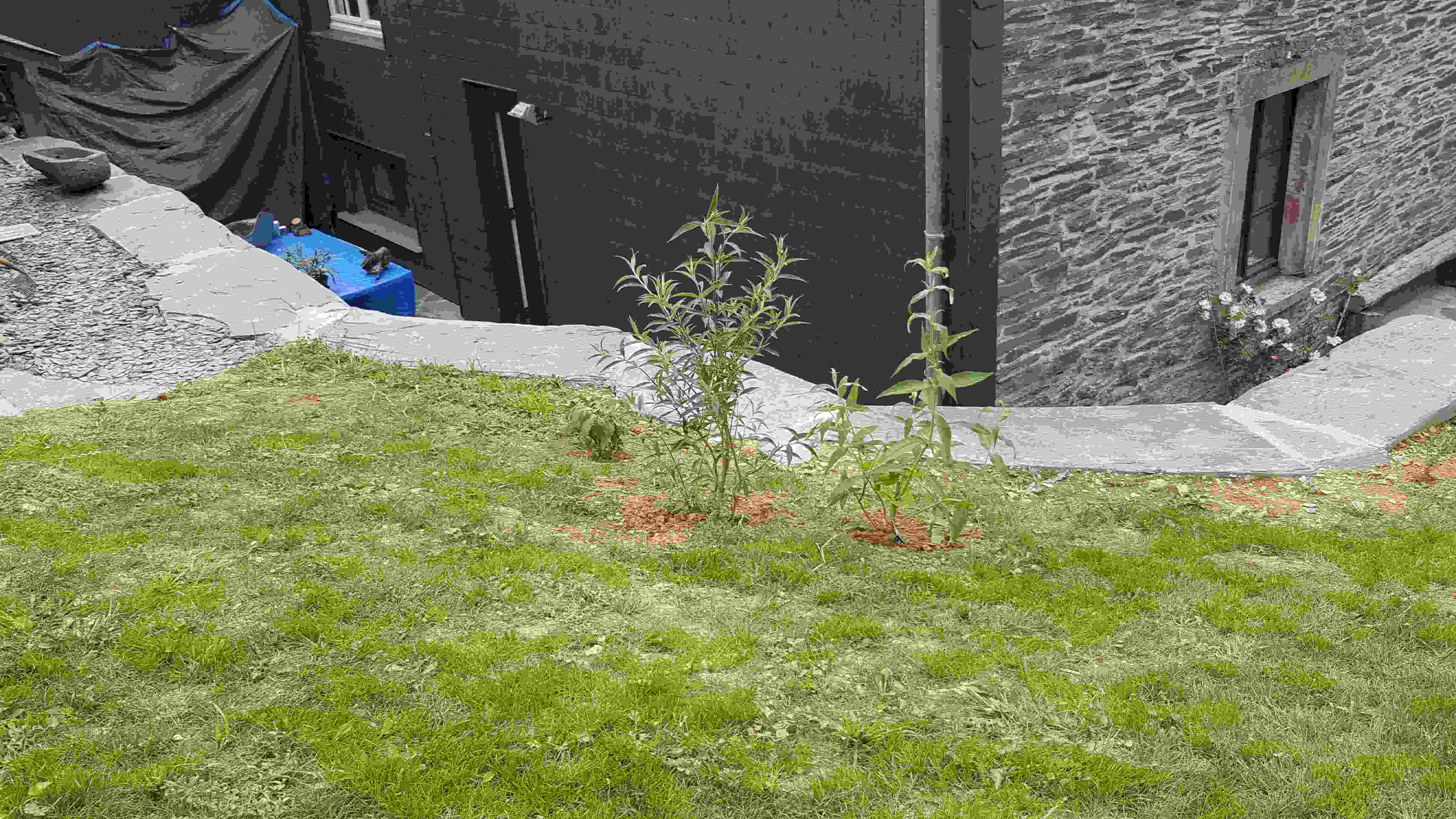 buddleia et sauge alle.jpg